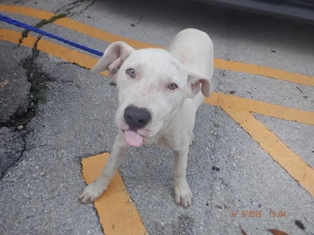 A baby medium-sized male American Bulldog dog named Carlos for adoption in Miami, FL