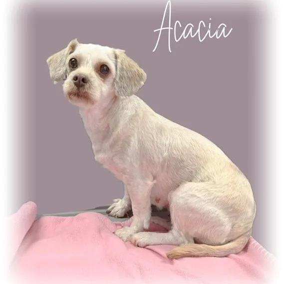 An adult small-sized female White / Cream Lhasa Apso dog named Acacia for adoption in Tulsa, OK