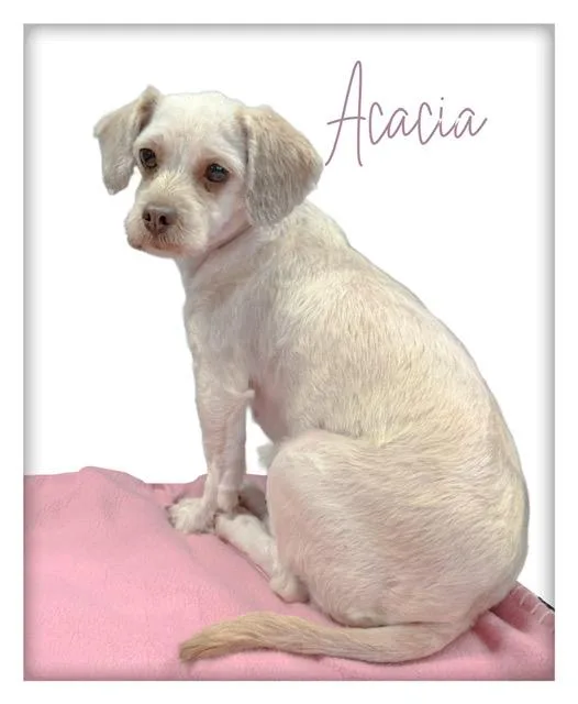 Acacia thumbnail 2