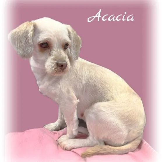 Acacia thumbnail 3