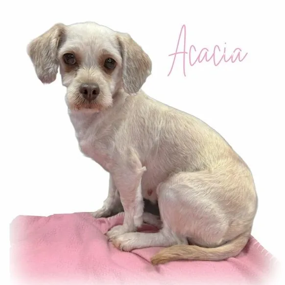 Acacia thumbnail 4