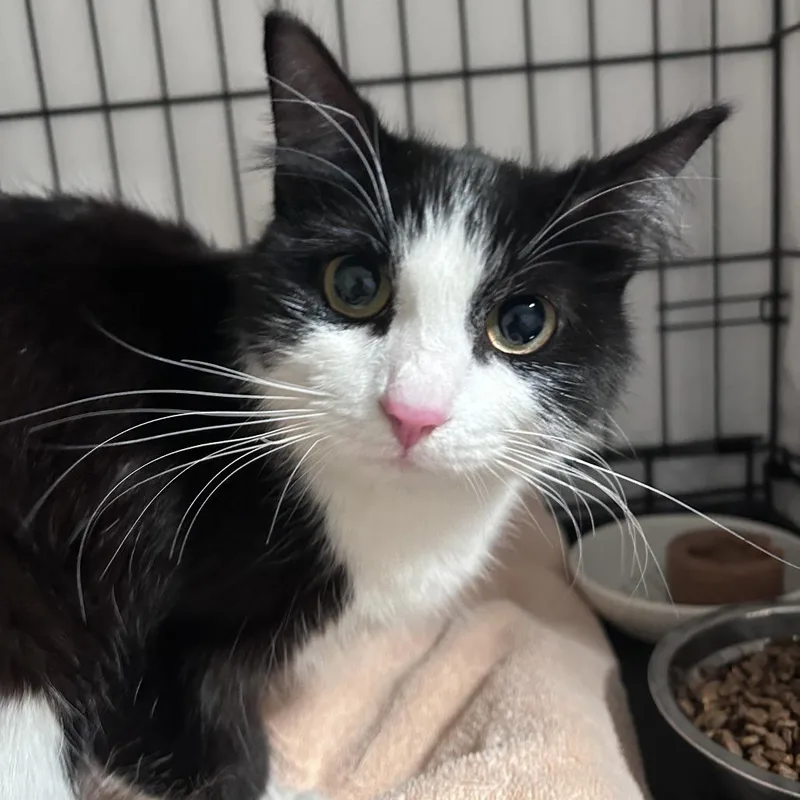 A young medium-sized female Black Domestic Medium Hair cat named Funyun Costa Mesa Location for adoption in Chino Hills, CA
