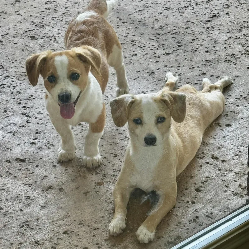 Macie and Anderson