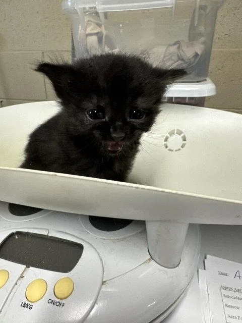A baby medium-sized female Black Domestic Medium Hair cat named Ava for adoption in Apollo, PA