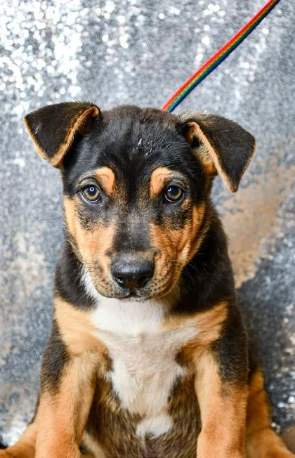 A baby large-sized male German Shepherd Dog dog named Isaac for adoption in Yakima, WA