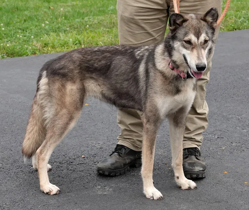 An adult medium-sized female Gray / Blue / Silver Husky dog named Honeybee for adoption in Millfield, OH
