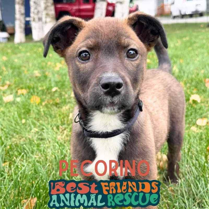 A baby small-sized male Brown / Chocolate Border Collie dog named Pecorino for adoption in Wasilla, AK