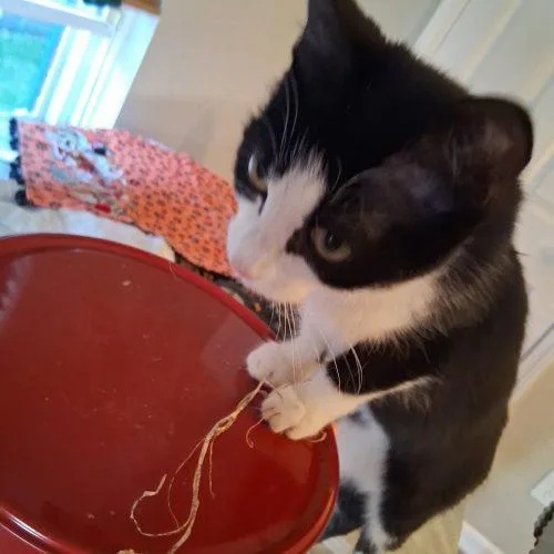 A baby small-sized female Black & White / Tuxedo Domestic Short Hair cat named Mousey Pooh for adoption in Fishers, IN