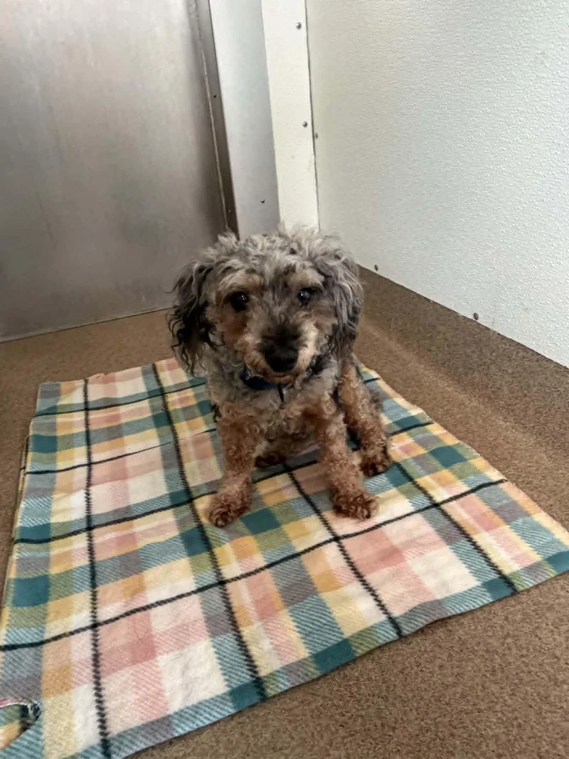 A senior small-sized male Merle (Blue) Poodle (Toy) dog named S'mores for adoption in Chambersburg, PA