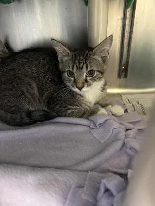 A baby small-sized male Domestic Short Hair cat named Rivian for adoption in Madison, NJ