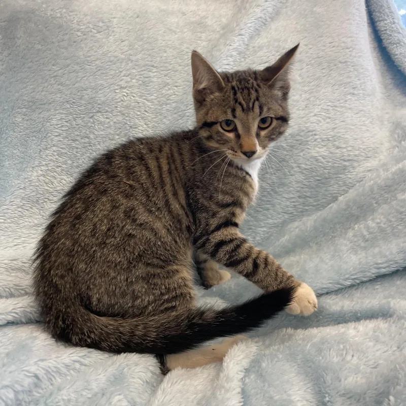 A baby small-sized male Brown / Chocolate Domestic Short Hair cat named Dude for adoption in Park City, UT