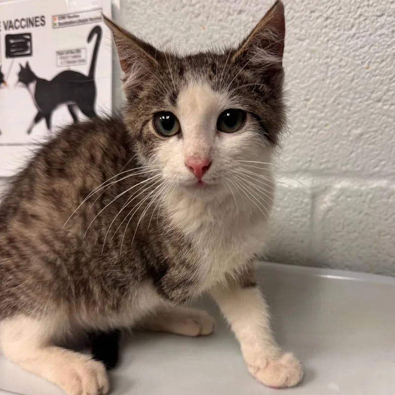 A baby small-sized male Brown / Chocolate Domestic Short Hair cat named Trident for adoption in Birdsboro, PA
