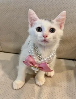 A young small-sized female Domestic Short Hair cat named Lola for adoption in Miami, FL