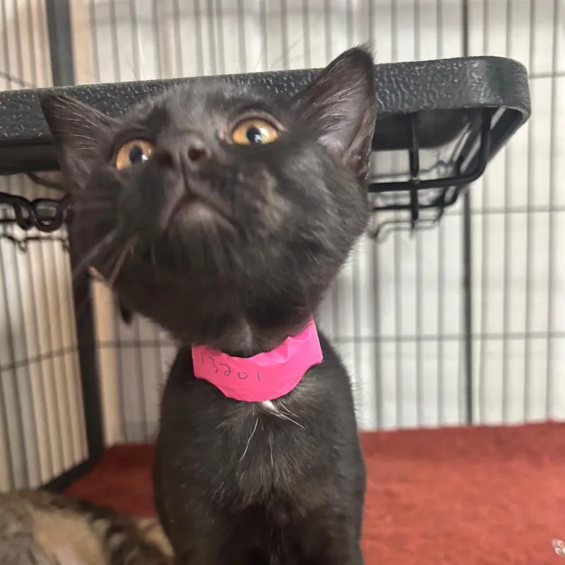A baby small-sized female Black Domestic Short Hair cat named OilRig for adoption in Lakeland, FL