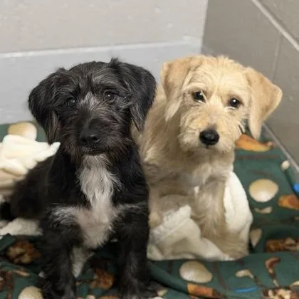 A baby small-sized female Black Miniature Schnauzer dog named Dark Helmet for adoption in Sacramento, CA