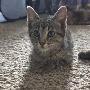 A baby small-sized male Brown / Chocolate Domestic Short Hair cat named Tommy Pickles for adoption in Belleville, IL