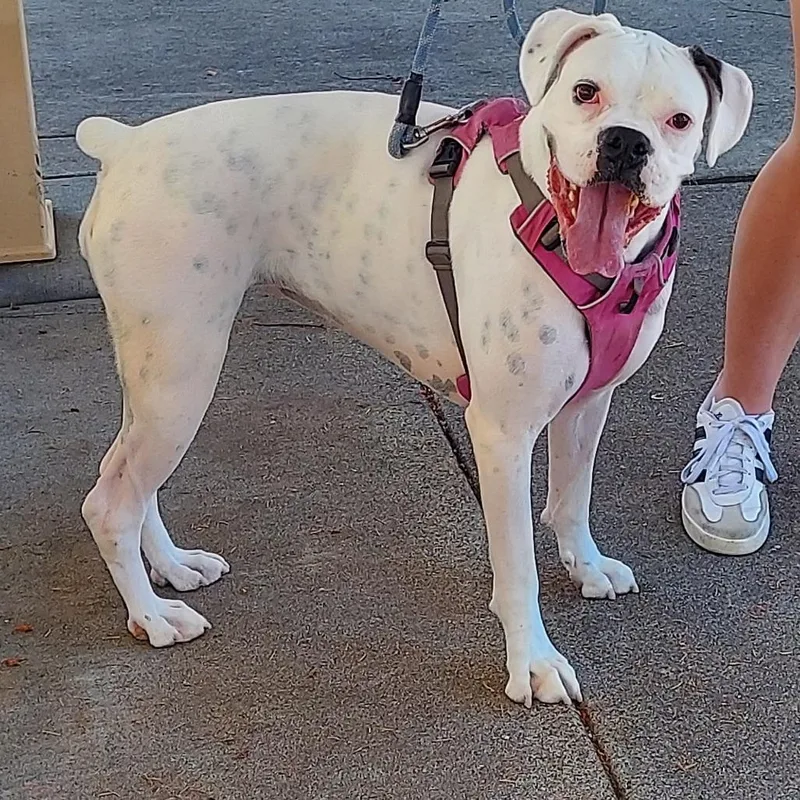 An adult medium-sized female Boxer dog named Iris for adoption in McMinnville, OR