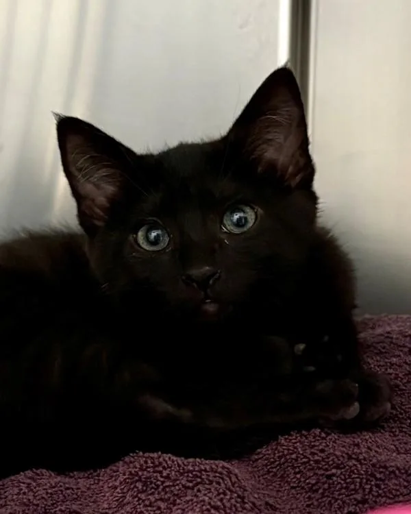 A baby small-sized male Domestic Short Hair cat named Banff for adoption in Novato, CA