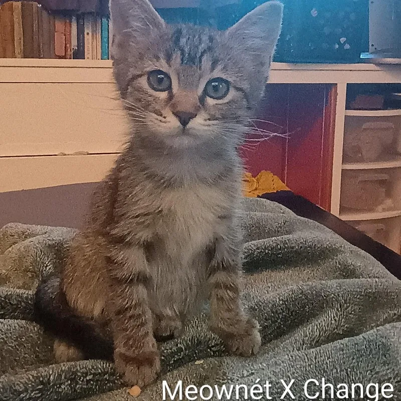 Meownet X Change