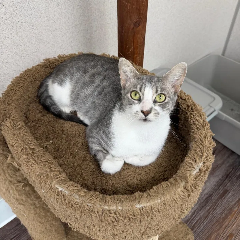 A young medium-sized female Gray / Blue / Silver Domestic Short Hair cat named Shannon for adoption in Naperville, IL