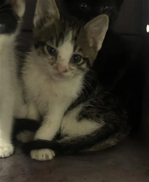A baby medium-sized male Domestic Short Hair cat named Lucas for adoption in Dallas, TX