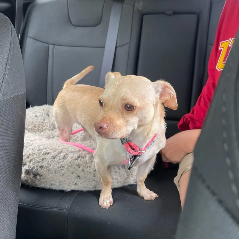 An adult small-sized male Chihuahua dog named Honda for adoption in Elkton, MD