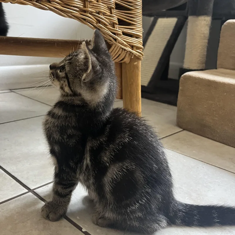 A baby medium-sized male Tabby (Brown / Chocolate) Domestic Short Hair cat named Syrup for adoption in Southold, NY