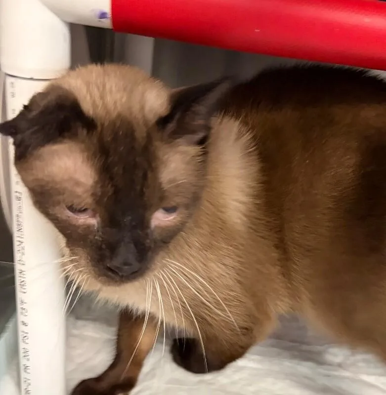 An adult medium-sized male Brown / Chocolate Domestic Short Hair cat named Bartholomew for adoption in Cincinnati, OH