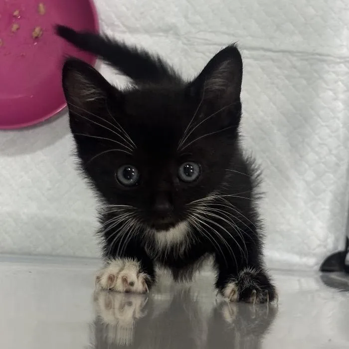 A baby small-sized male Black Domestic Short Hair cat named Strawberry'd Treasure for adoption in Westminster, CA