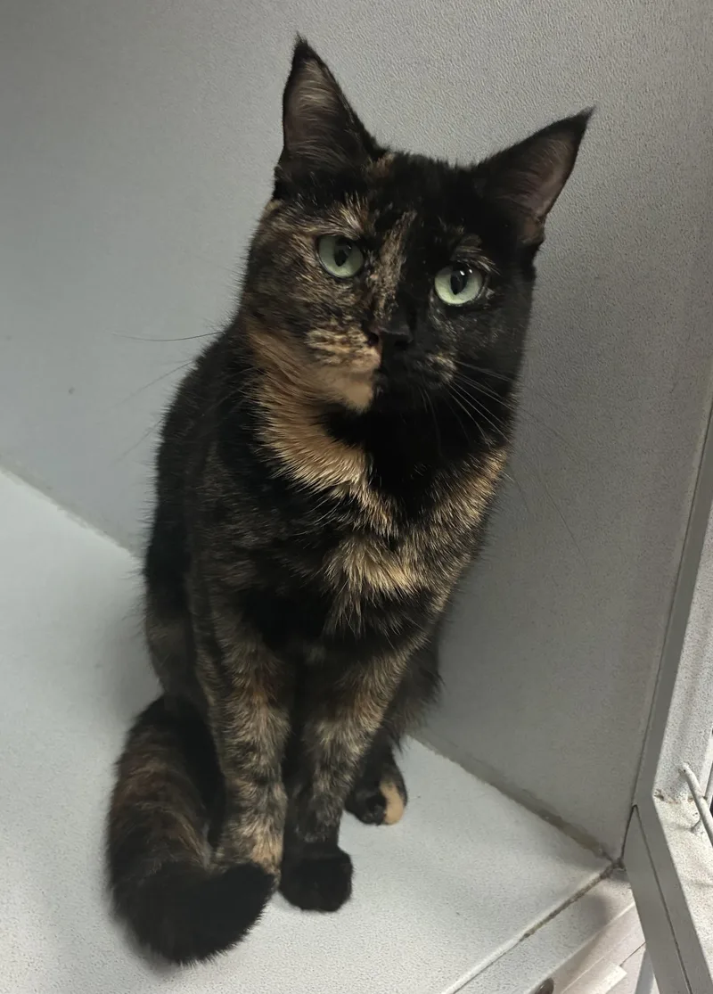 Princess Popcorn thumbnail 2