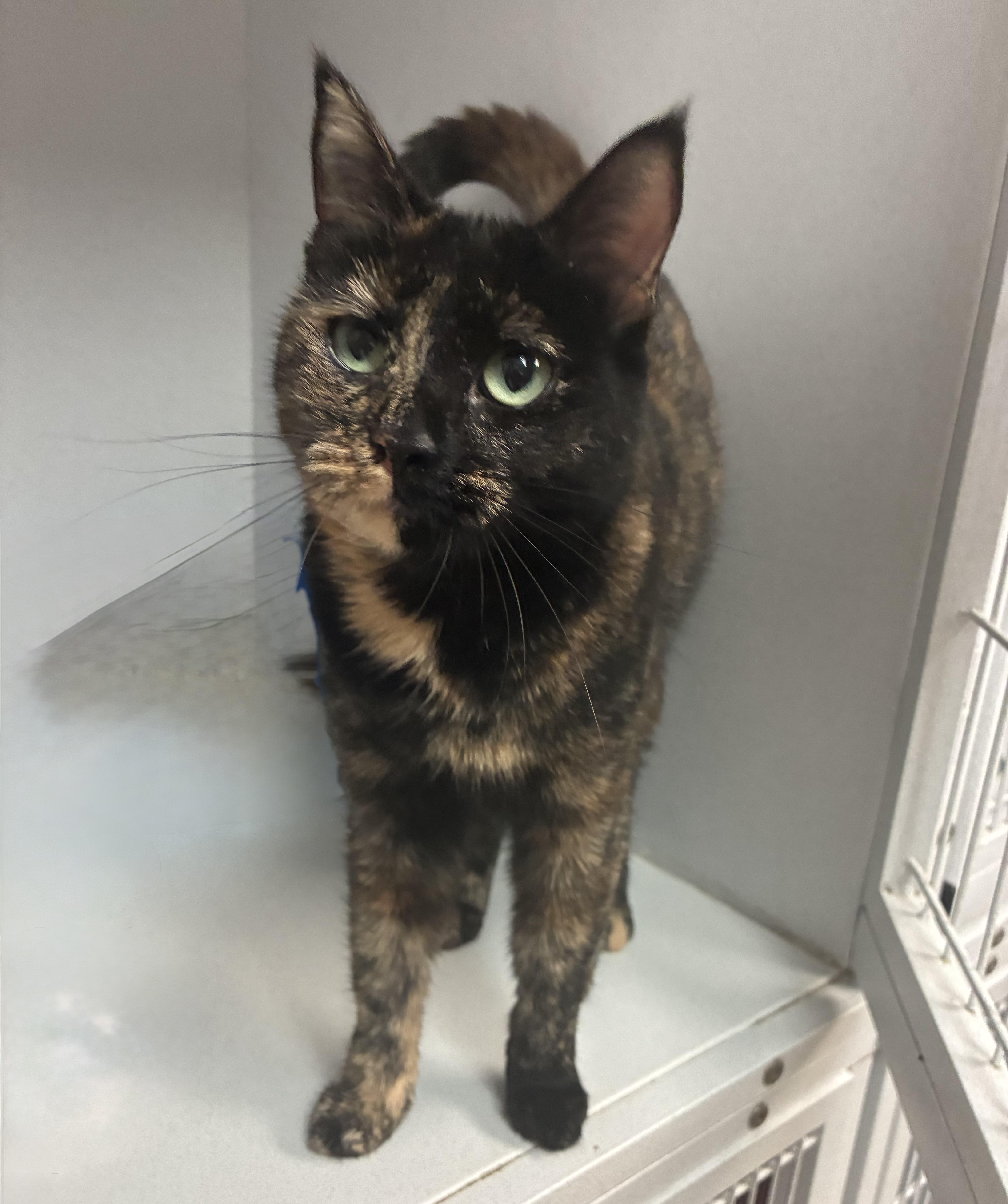 An adult medium-sized female Tortoiseshell Domestic Short Hair cat named Princess Popcorn for adoption in Breinigsville, PA