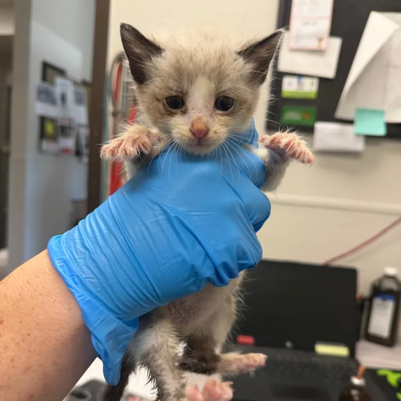A baby small-sized male Gray / Blue / Silver Domestic Short Hair cat named Leppard for adoption in Columbiana, AL