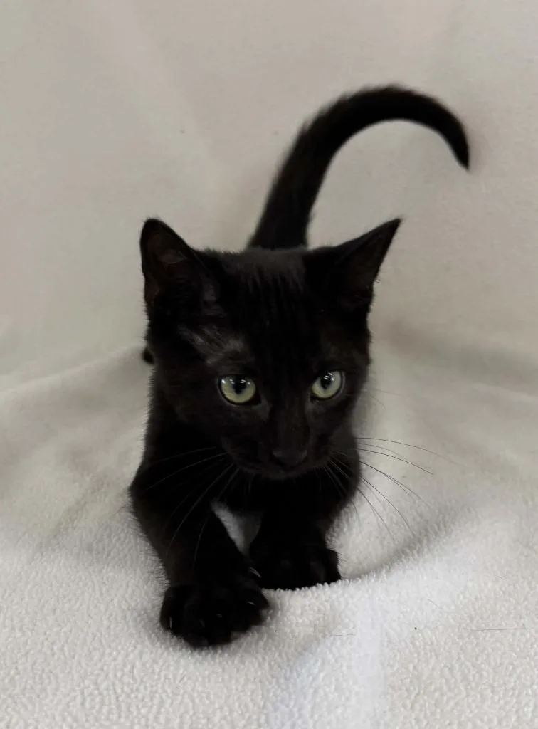 A baby small-sized male Domestic Short Hair cat named Litter Wayne for adoption in Lavonia, GA
