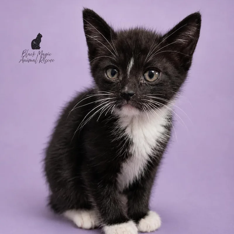 A baby small-sized male Black Domestic Short Hair cat named Bmarstray for adoption in Casa Grande, AZ
