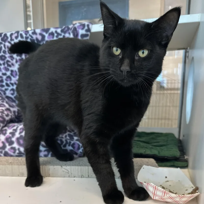 A baby medium-sized male Black Domestic Short Hair cat named Ghost for adoption in Manassas, VA