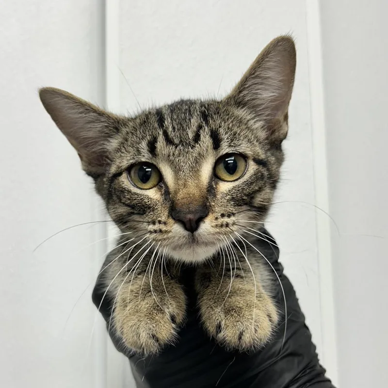 A baby small-sized female Brown / Chocolate Domestic Short Hair cat named Wiggle Worm for adoption in Abilene, TX