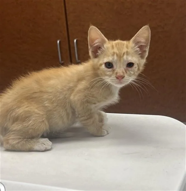 A baby small-sized male Domestic Short Hair cat named R Hind for adoption in Rancho Cucamonga, CA