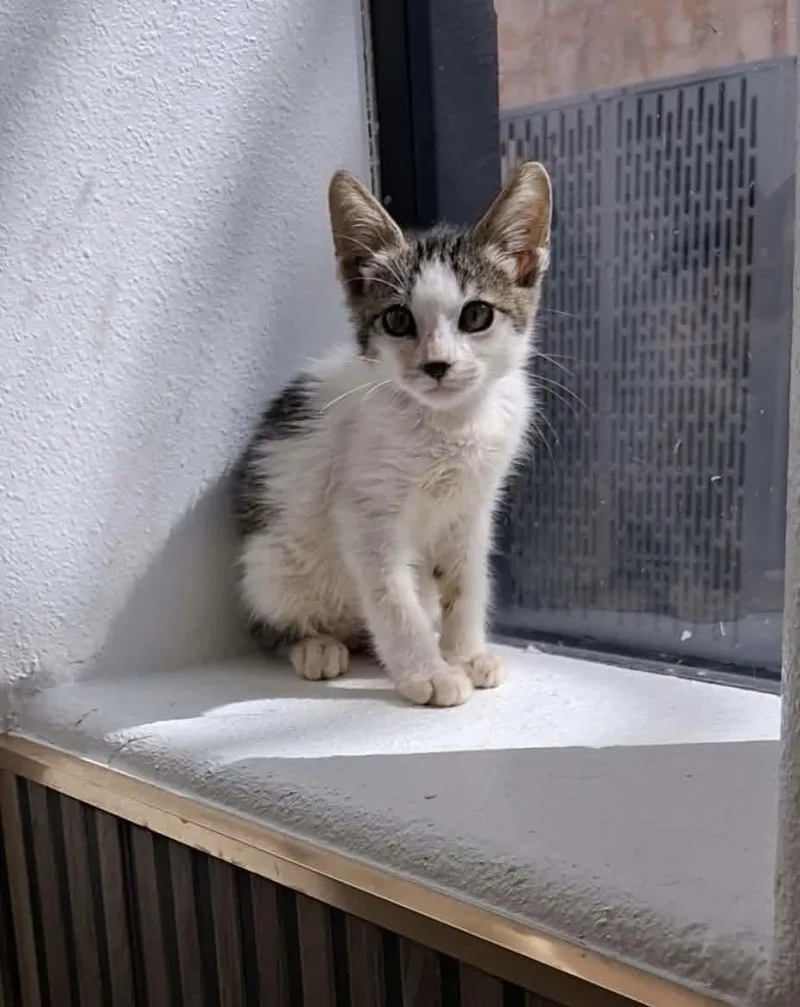 A baby medium-sized male American Bobtail cat named Blackey for adoption in Gainesville, VA