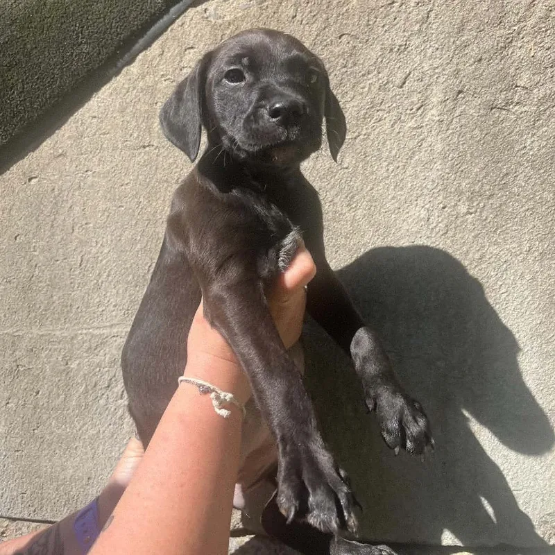 A baby medium-sized female Black Pit Bull Terrier dog named Minnie for adoption in Salem, WV