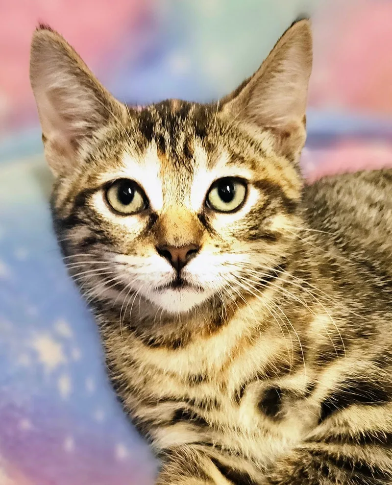 A baby medium-sized female Tabby (Brown / Chocolate) Domestic Short Hair cat named Lilly  Rancho Cucamonga for adoption in Yorba Linda, CA