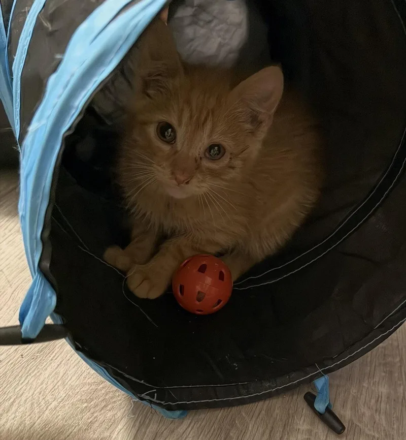 A young medium-sized male Orange / Red Domestic Short Hair cat named Ronald Meowsley for adoption in Coralville, IA