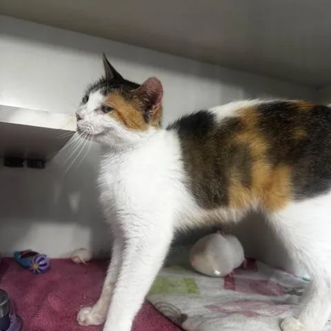 An adult medium-sized female Calico Domestic Short Hair cat named Shirley Temple for adoption in Hutchinson, MN
