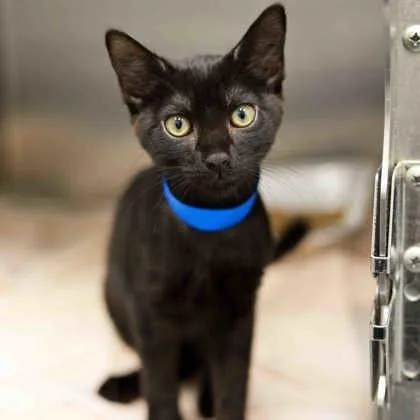 A baby small-sized male Black Domestic Short Hair cat named Finnick for adoption in Atlanta, GA