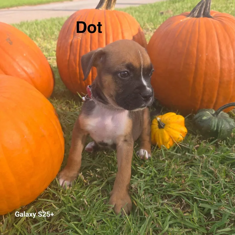 A baby medium-sized female Boxer dog named Dot for adoption in Navarre, FL