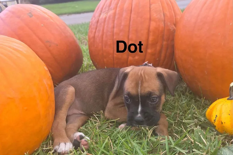 Dot thumbnail 2