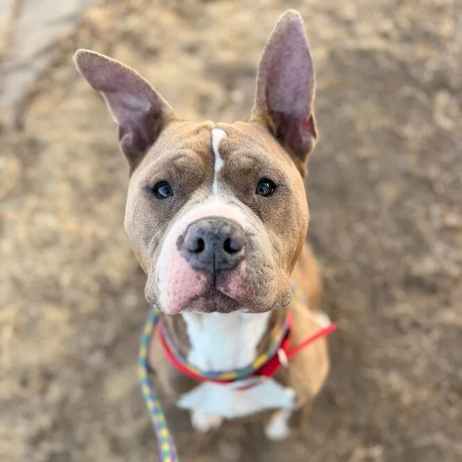 An adult large-sized male Brown / Chocolate Mixed Breed dog named Buddy for adoption in Davenport, IA