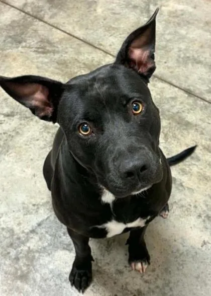 An adult large-sized female Terrier dog named Cow Patty for adoption in Lampasas, TX