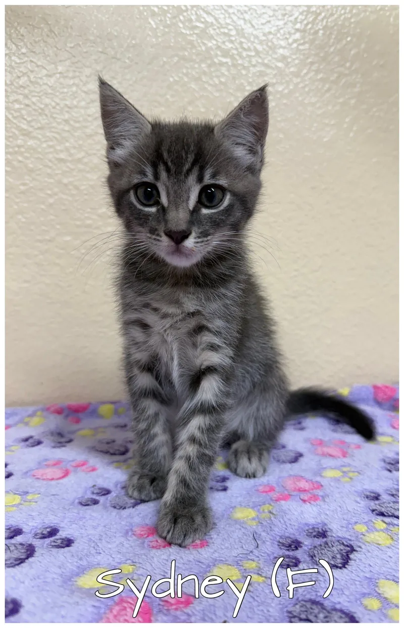 A baby medium-sized female Tabby cat named Sydney for adoption in Orange, CA