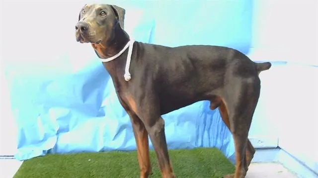 A young large-sized male Doberman Pinscher dog named Ramones for adoption in Gardena, CA