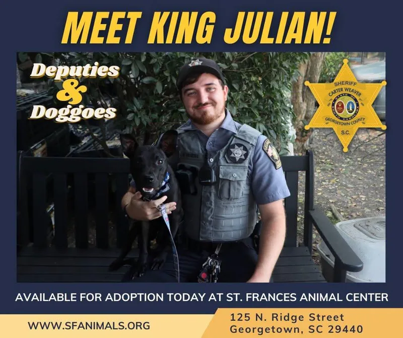 A young small-sized male Black Mixed Breed dog named King Julian for adoption in Georgetown, SC